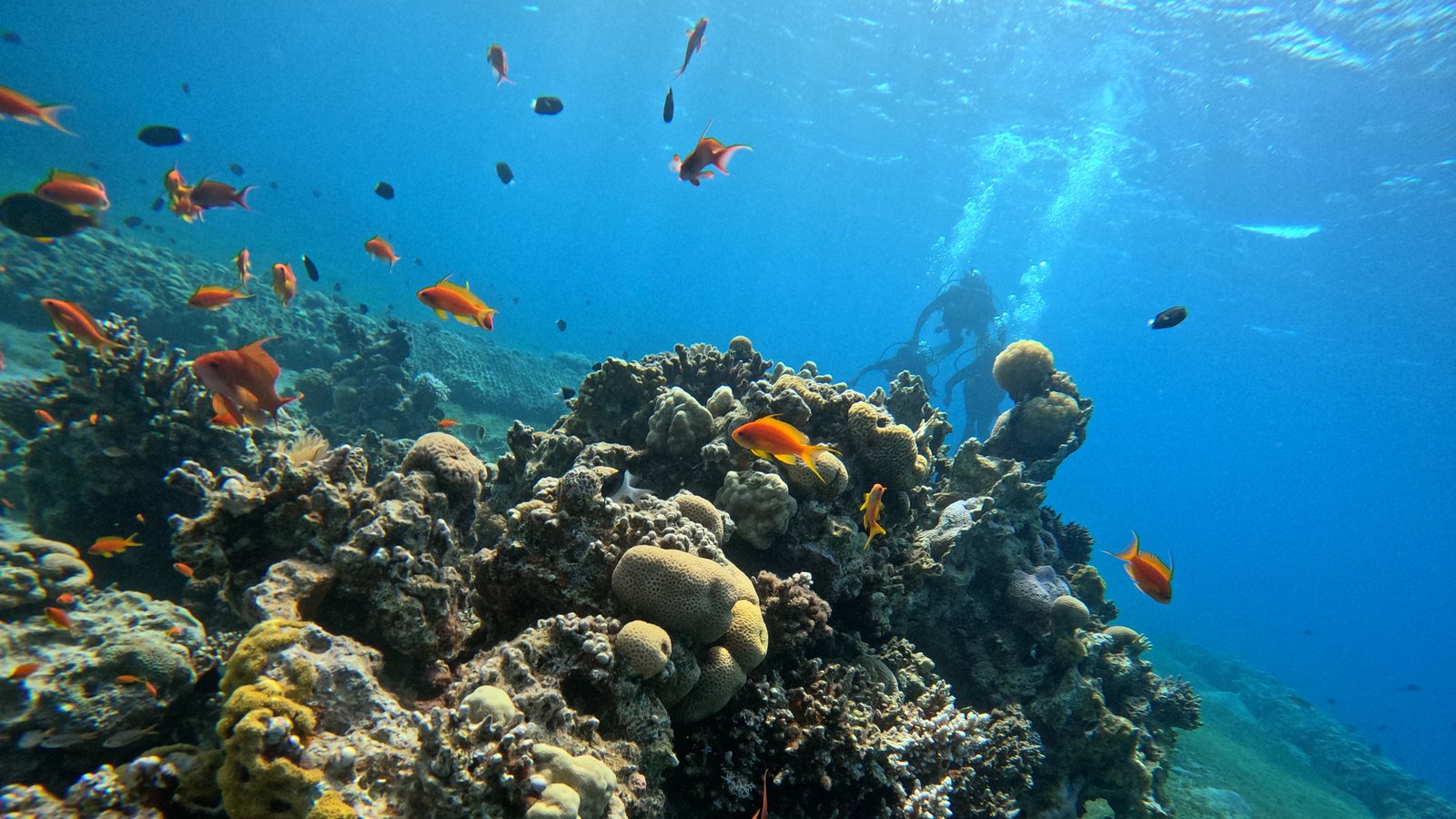 Rainbow Reef overview