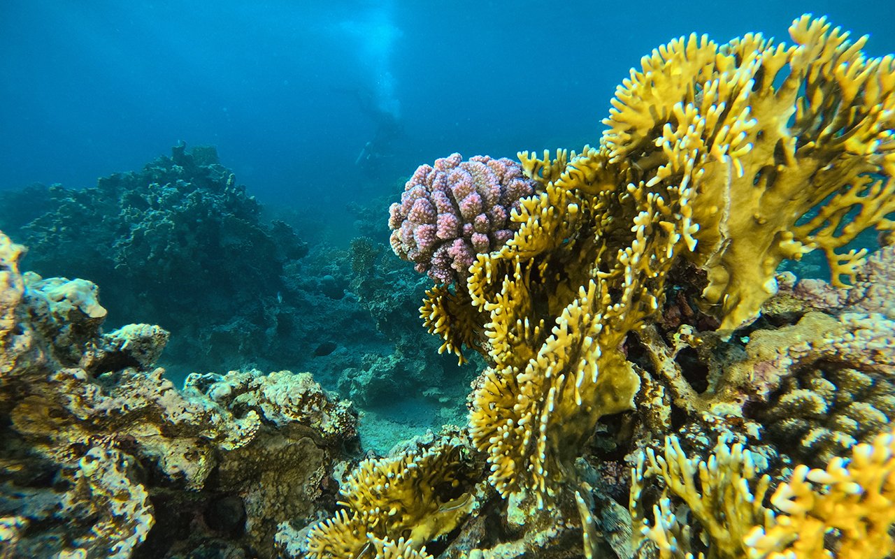 Snorkeler over vibrant reef